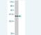 Microtubule Associated Serine/Threonine Kinase Family Member 4 antibody, H00375449-A01, Novus Biologicals, Western Blot image 