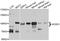 Hook Microtubule Tethering Protein 1 antibody, A4731, ABclonal Technology, Western Blot image 