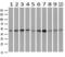 Serpin Family C Member 1 antibody, M00469-1, Boster Biological Technology, Western Blot image 