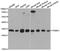 Proteasome Activator Subunit 2 antibody, A07053, Boster Biological Technology, Western Blot image 