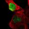 Ovo Like Transcriptional Repressor 1 antibody, NBP1-89469, Novus Biologicals, Immunofluorescence image 