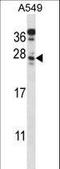 Mitochondria Localized Glutamic Acid Rich Protein antibody, LS-C168150, Lifespan Biosciences, Western Blot image 