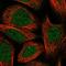 Transmembrane Protein 168 antibody, NBP1-84160, Novus Biologicals, Immunofluorescence image 