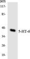5-Hydroxytryptamine Receptor 6 antibody, LS-C200063, Lifespan Biosciences, Western Blot image 
