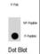 Regulator Of G Protein Signaling 19 antibody, abx031968, Abbexa, Western Blot image 