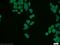 Ribosomal Protein L11 antibody, 16277-1-AP, Proteintech Group, Immunofluorescence image 