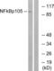 Nuclear Factor Kappa B Subunit 1 antibody, LS-C118190, Lifespan Biosciences, Western Blot image 