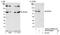 WD Repeat Domain 20 antibody, NB100-86989, Novus Biologicals, Western Blot image 