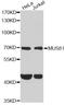 MUS81 Structure-Specific Endonuclease Subunit antibody, A6818, ABclonal Technology, Western Blot image 