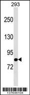 TBC1 Domain Family Member 10B antibody, 59-373, ProSci, Western Blot image 