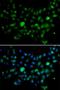 Minichromosome Maintenance 10 Replication Initiation Factor antibody, LS-C346276, Lifespan Biosciences, Immunofluorescence image 