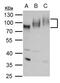 PVR Cell Adhesion Molecule antibody, PA5-78141, Invitrogen Antibodies, Western Blot image 