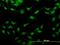 Staufen Double-Stranded RNA Binding Protein 2 antibody, MA5-21686, Invitrogen Antibodies, Immunofluorescence image 