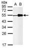 Cp27 antibody, PA5-34953, Invitrogen Antibodies, Western Blot image 