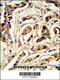 Thyroid Stimulating Hormone Subunit Beta antibody, 63-549, ProSci, Immunohistochemistry paraffin image 
