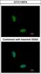 RNA Binding Motif Protein 10 antibody, GTX115074, GeneTex, Immunofluorescence image 
