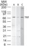 Toll Like Receptor Adaptor Molecule 1 antibody, TA336579, Origene, Western Blot image 