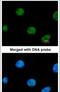 Zinc Finger Protein 211 antibody, PA5-21503, Invitrogen Antibodies, Immunofluorescence image 