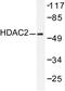 Histone Deacetylase 2 antibody, LS-C176057, Lifespan Biosciences, Western Blot image 