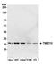 Transmembrane P24 Trafficking Protein 10 antibody, A305-218A, Bethyl Labs, Western Blot image 