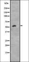 Cyclin K antibody, orb335116, Biorbyt, Western Blot image 