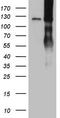 Lipin 1 antibody, TA806239, Origene, Western Blot image 