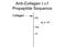 Collagen Type I Alpha 1 Chain antibody, GTX82721, GeneTex, Western Blot image 