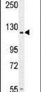 Adhesion G Protein-Coupled Receptor D2 antibody, PA5-24067, Invitrogen Antibodies, Western Blot image 