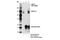 Host Cell Factor C1 antibody, 69690S, Cell Signaling Technology, Immunoprecipitation image 