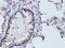 Sirtuin 7 antibody, STJ25536, St John
