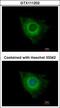 X-Linked Inhibitor Of Apoptosis antibody, GTX111202, GeneTex, Immunofluorescence image 