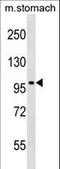 Serine/threonine-protein kinase TAO3 antibody, LS-C158274, Lifespan Biosciences, Western Blot image 