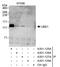 Ubiquitin Like Modifier Activating Enzyme 1 antibody, A301-125A, Bethyl Labs, Immunoprecipitation image 