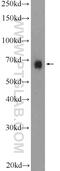BCL2 Interacting Protein 3 Like antibody, 12986-1-AP, Proteintech Group, Western Blot image 