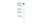 Zinc finger Y-chromosomal protein 1 antibody, PA5-68796, Invitrogen Antibodies, Western Blot image 