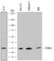 Proteasome Subunit Alpha 2 antibody, AF7639, R&D Systems, Western Blot image 