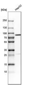Transferrin antibody, HPA005692, Atlas Antibodies, Western Blot image 
