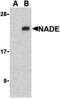 Brain Expressed X-Linked 3 antibody, MBS150522, MyBioSource, Western Blot image 