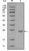 AXL Receptor Tyrosine Kinase antibody, MA5-15434, Invitrogen Antibodies, Western Blot image 
