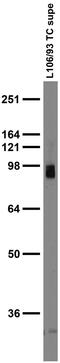 Gephyrin antibody, 75-444, Antibodies Incorporated, Western Blot image 