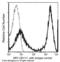 CD177 Molecule antibody, 14501-MM05-A, Sino Biological, Flow Cytometry image 