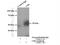 CD4 antibody, 19068-1-AP, Proteintech Group, Immunoprecipitation image 