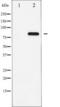 STAT5A antibody, TA325902, Origene, Western Blot image 