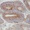 Pyruvate Kinase M1/2 antibody, FNab06492, FineTest, Immunohistochemistry frozen image 