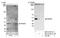 Protein Arginine Methyltransferase 6 antibody, NB110-40713, Novus Biologicals, Western Blot image 