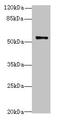 Tripartite Motif Containing 38 antibody, LS-C376932, Lifespan Biosciences, Western Blot image 