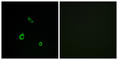 Mitogen-Activated Protein Kinase 15 antibody, abx013715, Abbexa, Western Blot image 