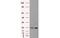 Hydroxysteroid 17-Beta Dehydrogenase 10 antibody, MBS532929, MyBioSource, Western Blot image 