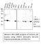 CAMP Responsive Element Binding Protein 1 antibody, STJ90235, St John