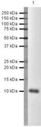 C-X-C Motif Chemokine Ligand 10 antibody, PA5-19756, Invitrogen Antibodies, Western Blot image 